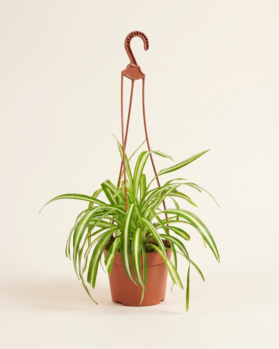 Chlorophytum Variegatum Hanging (Young) كلوروفيتوم مبرقش