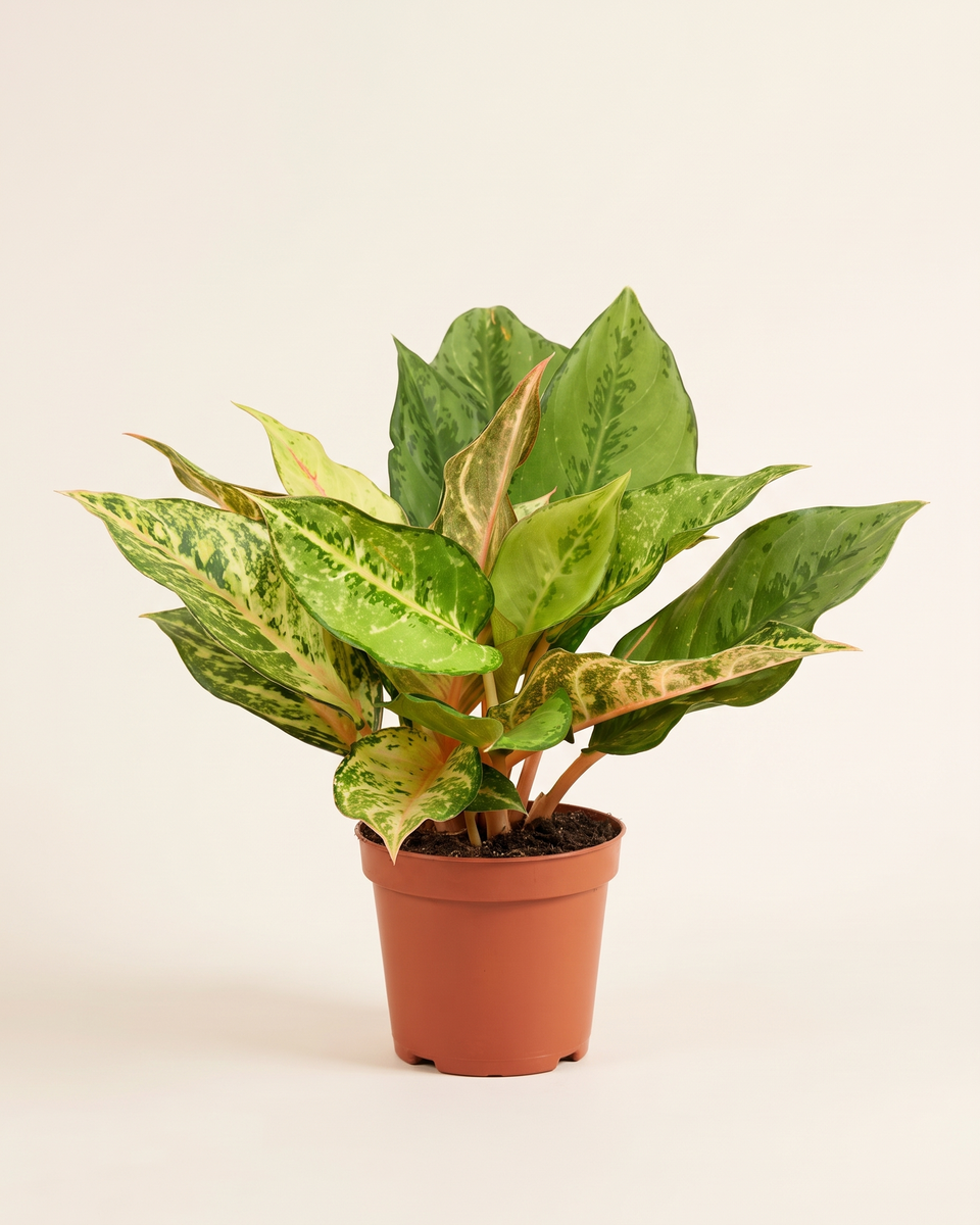 Aglaonema Legacy Green أجلونيما ليجاسي جرين
