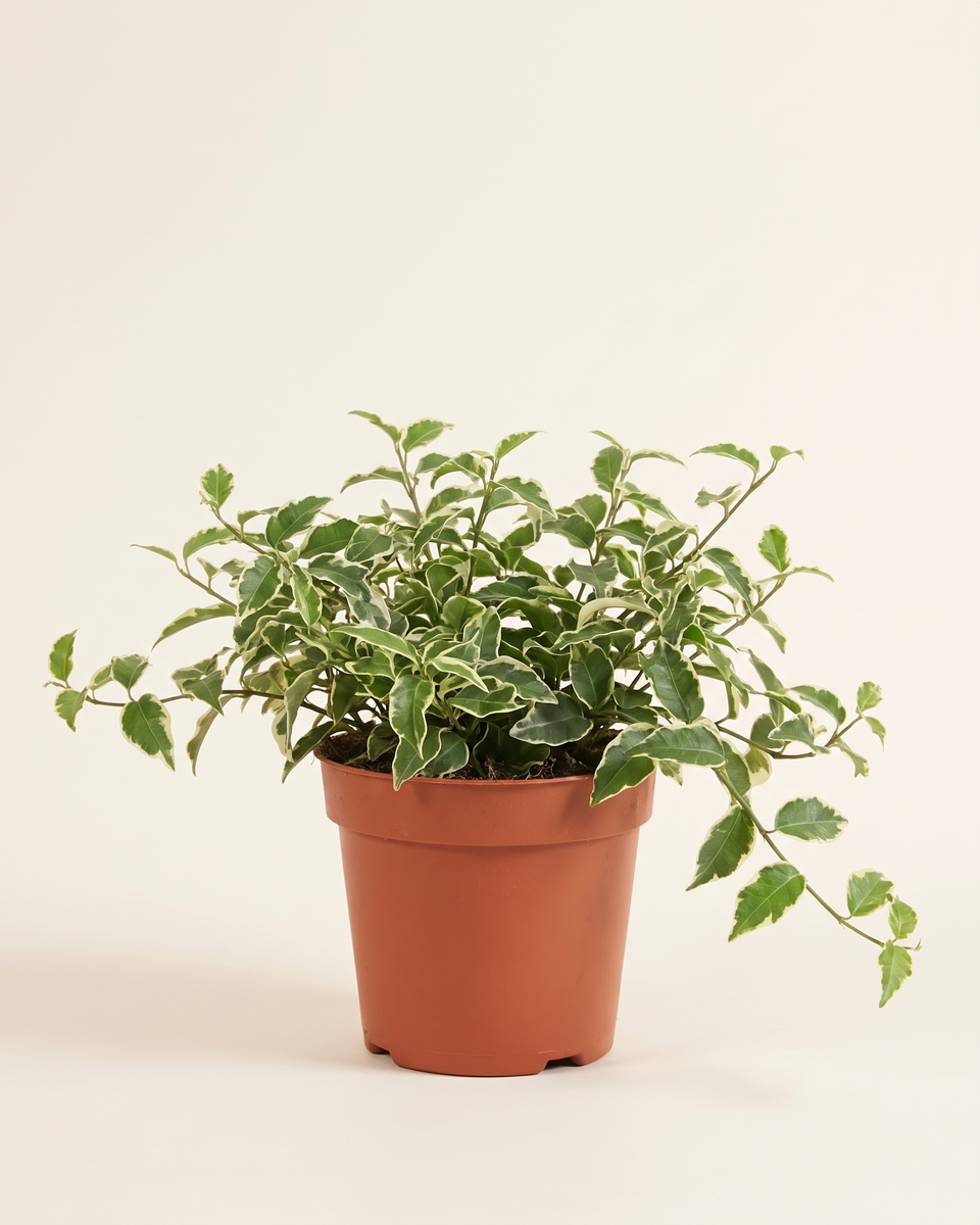 Ficus Sagittata Tricolor فيكس ساجيتاتا ثلاثي الألوان