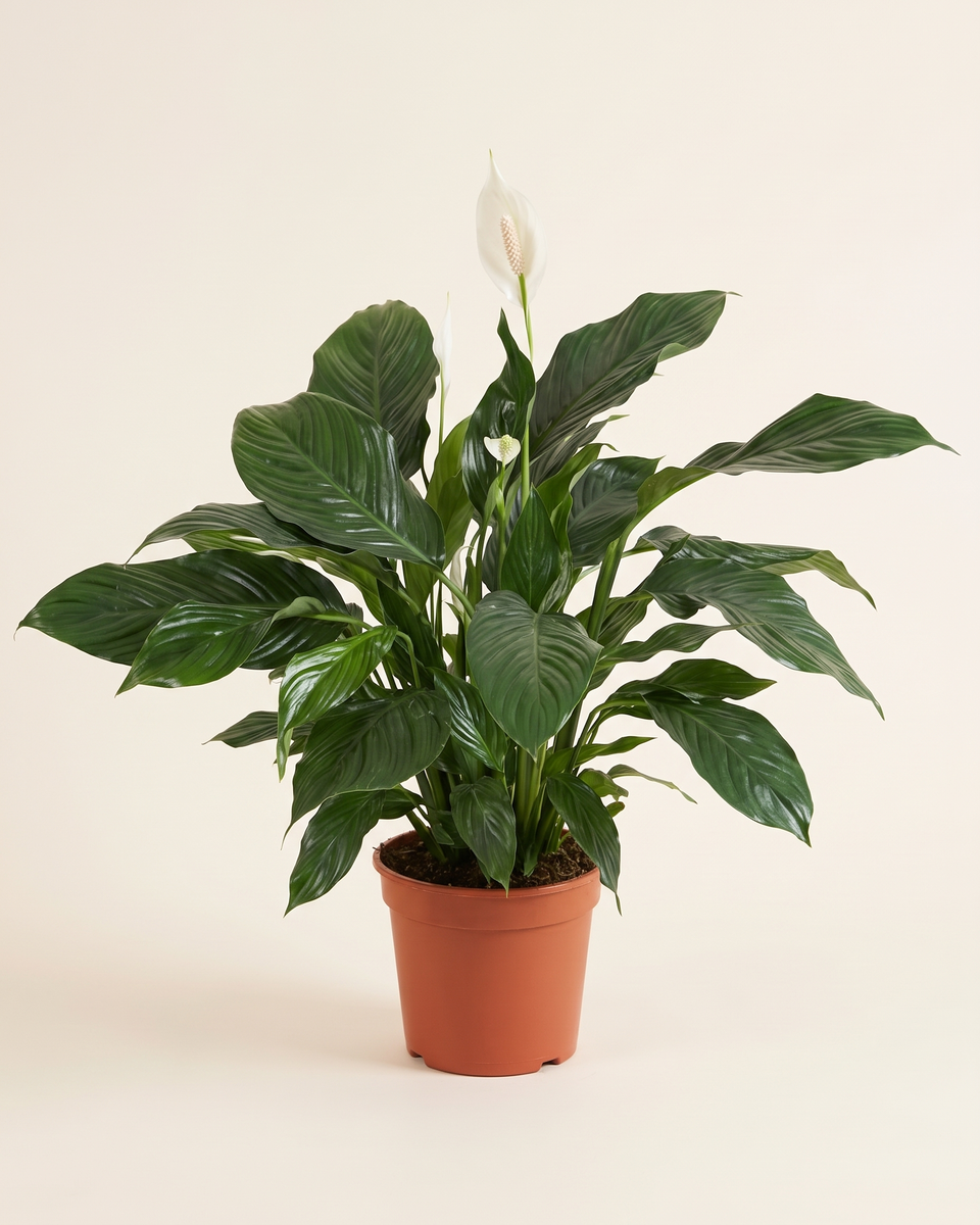 Spathiphyllum Sweet Lauretta سباثيفيلوم