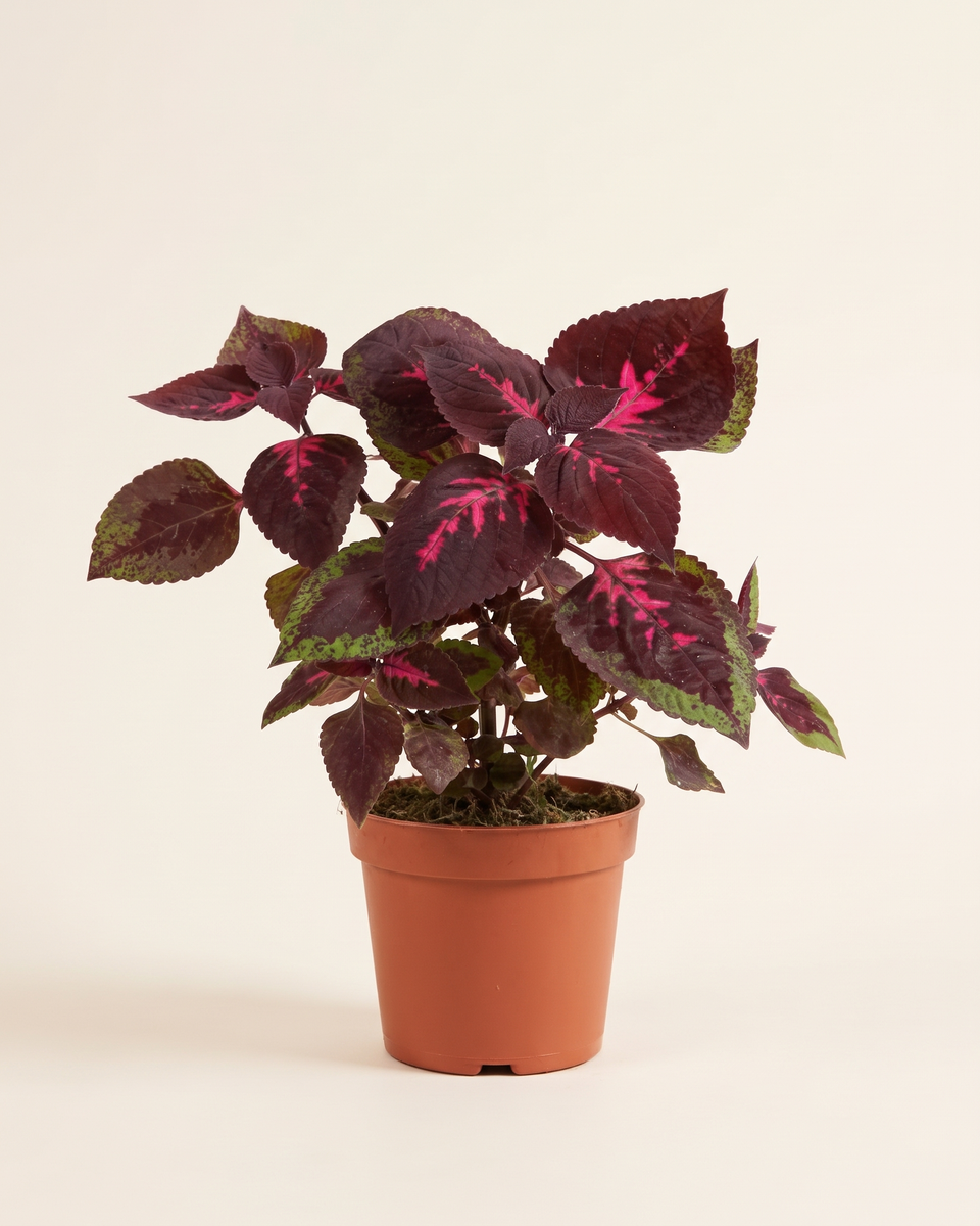 Coleus Blumei Red Bush كوليوس بلومي أحمر