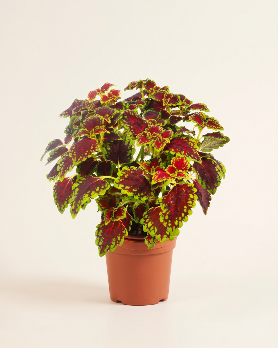 Coleus Red Green Bush كوليوس أحمر وأخضر