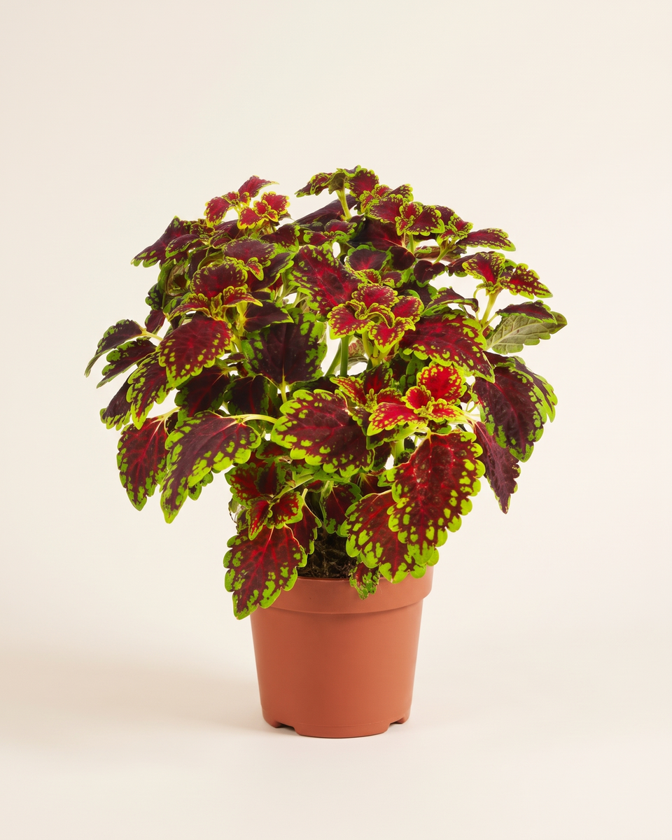 Coleus Red Green Bush كوليوس أحمر وأخضر