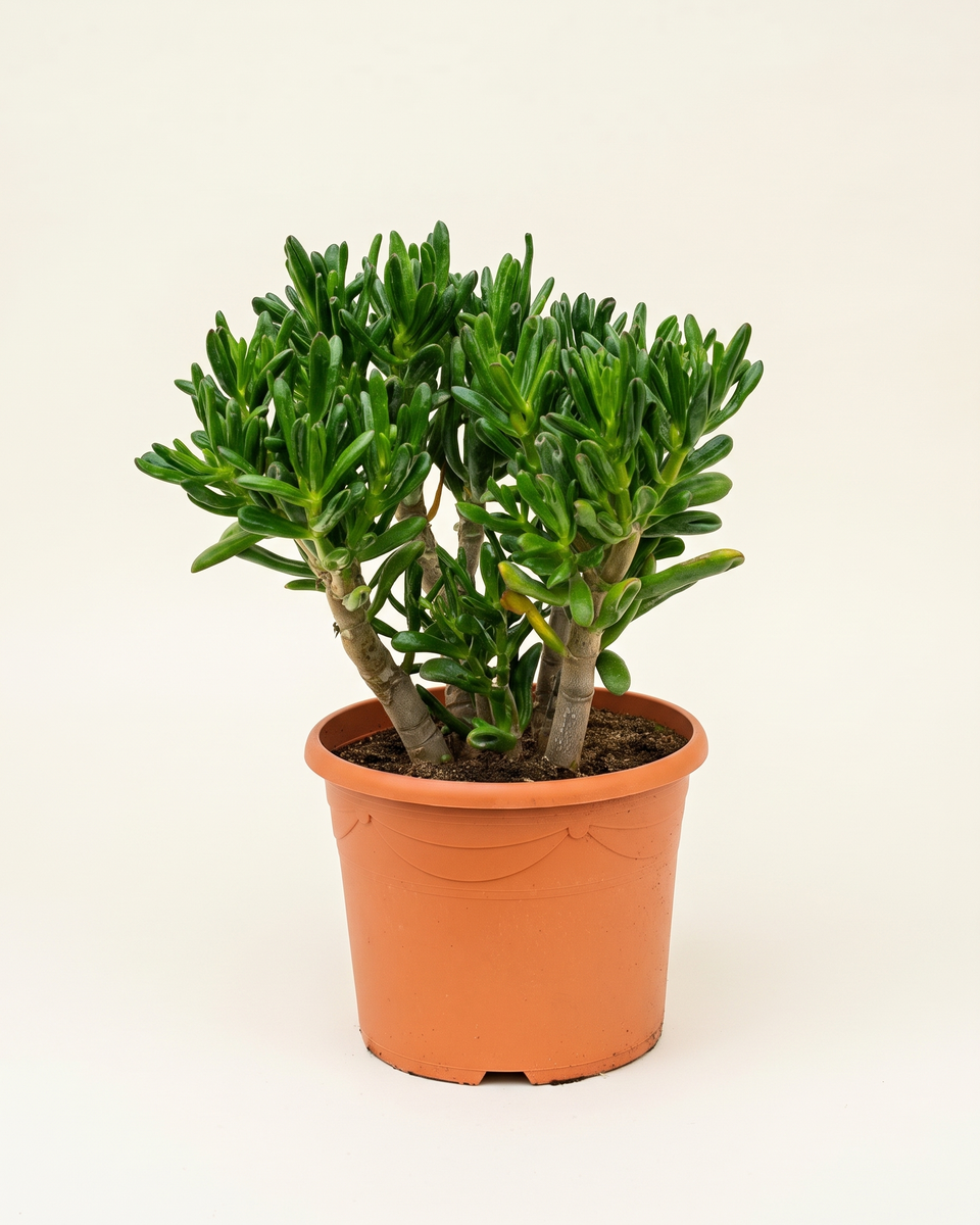 Crassula Gollum Bush كراسولا جولوم