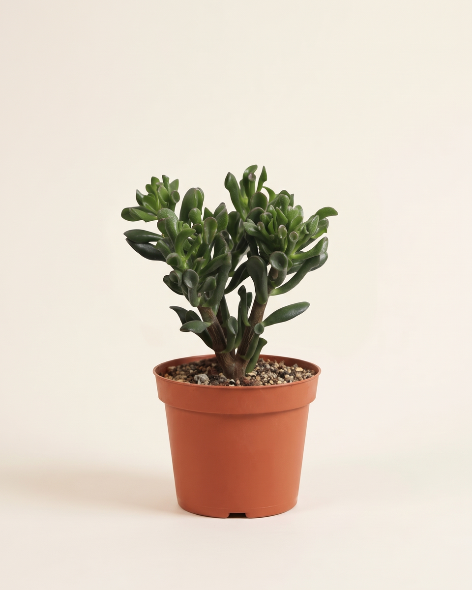 Crassula Hobbit Bush كراسولا هوبيت