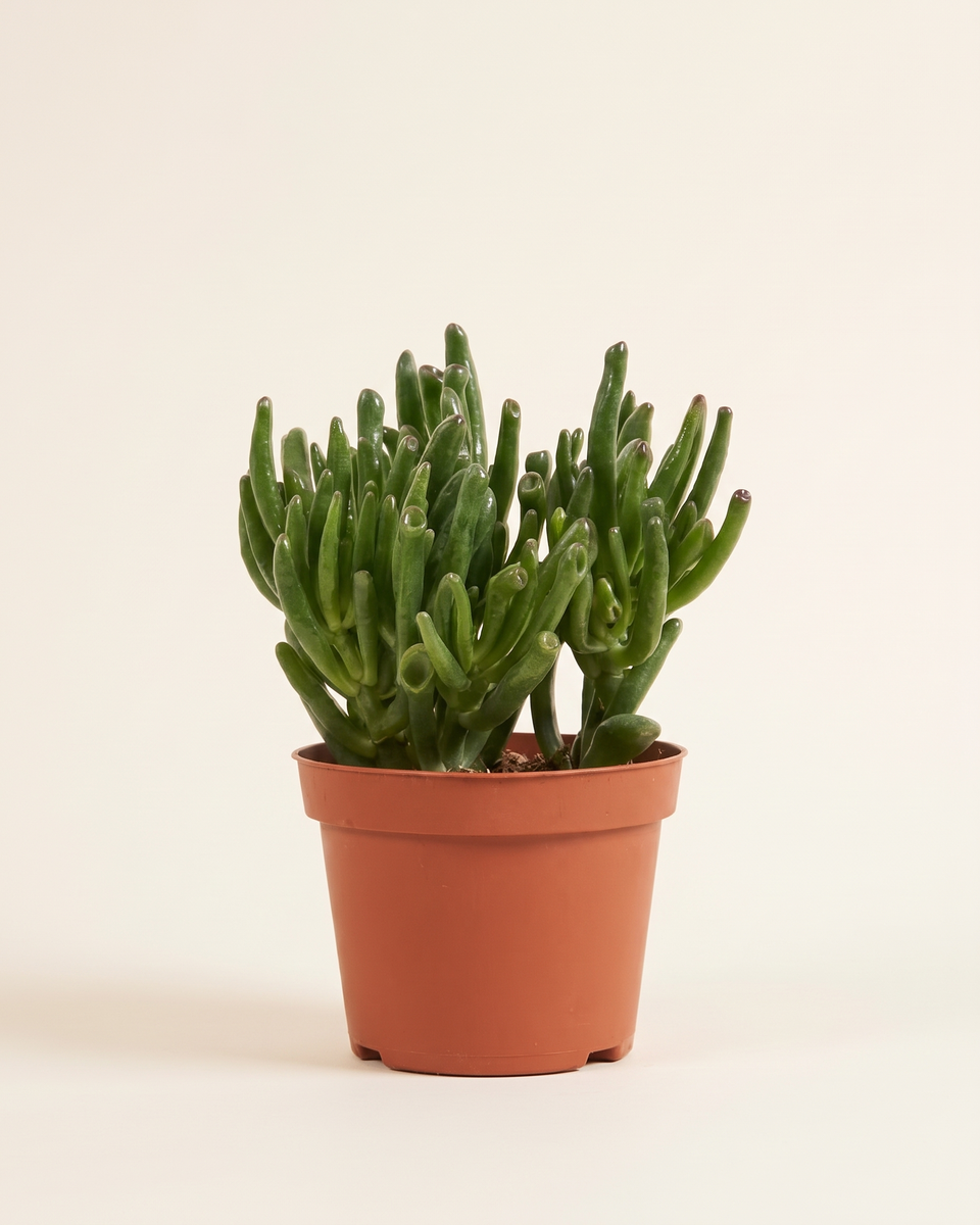 Crassula Hobbit Bush كراسولا هوبيت