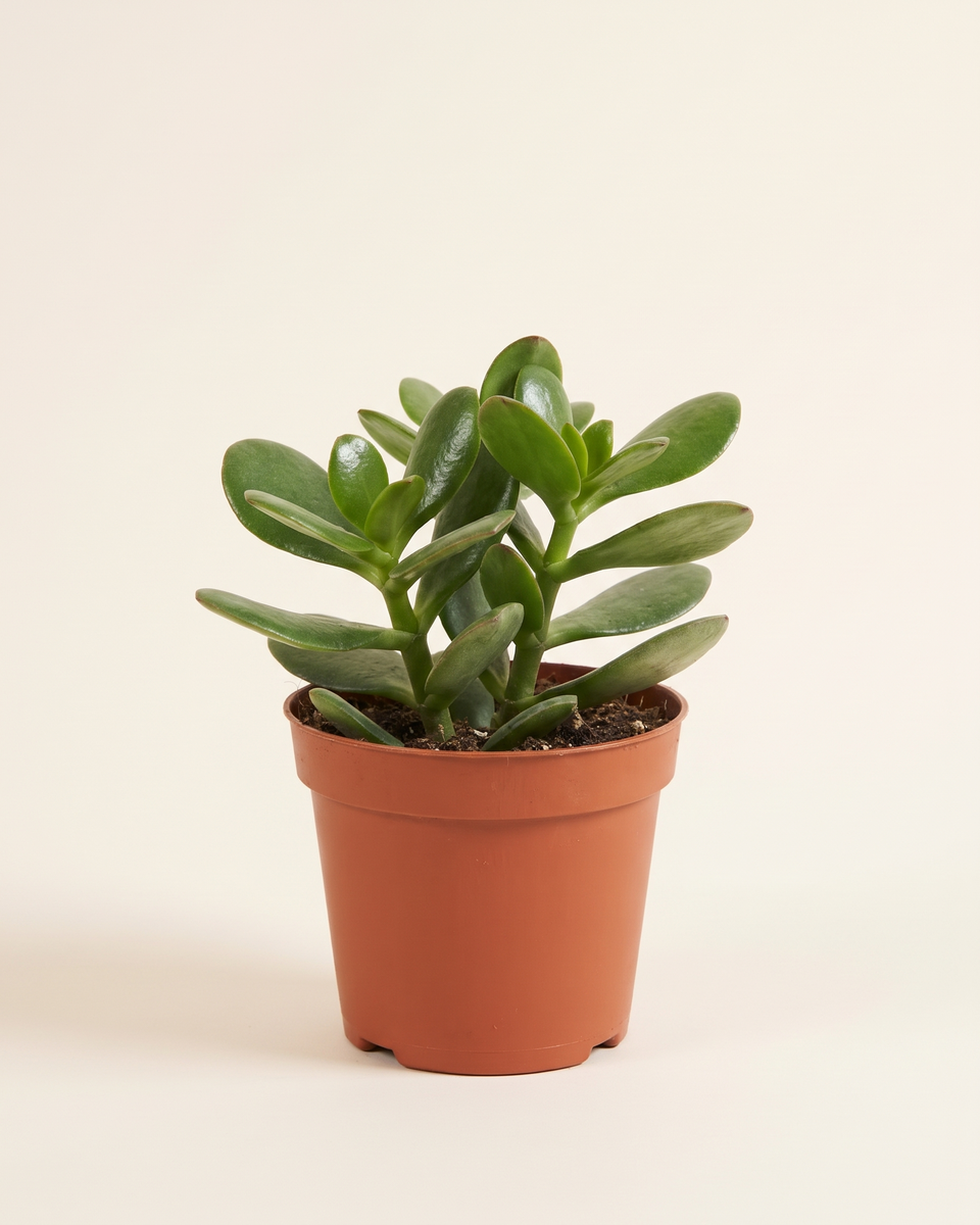 Crassula Ovata Bush كراسولا أوفاتا (شجرة اليشم)
