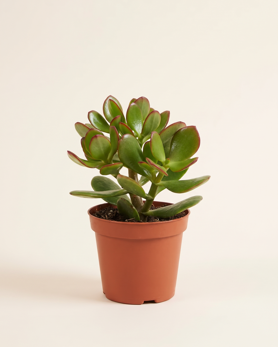 Crassula Ovata Bush كراسولا أوفاتا (شجرة اليشم)