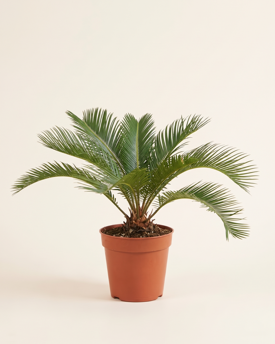 Cycas Rosette سيكاس