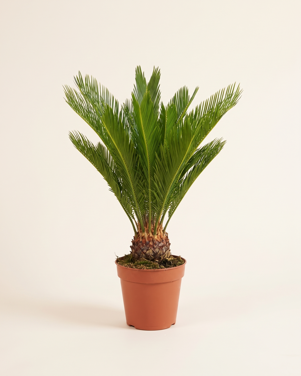 Cycas Rosette سيكاس