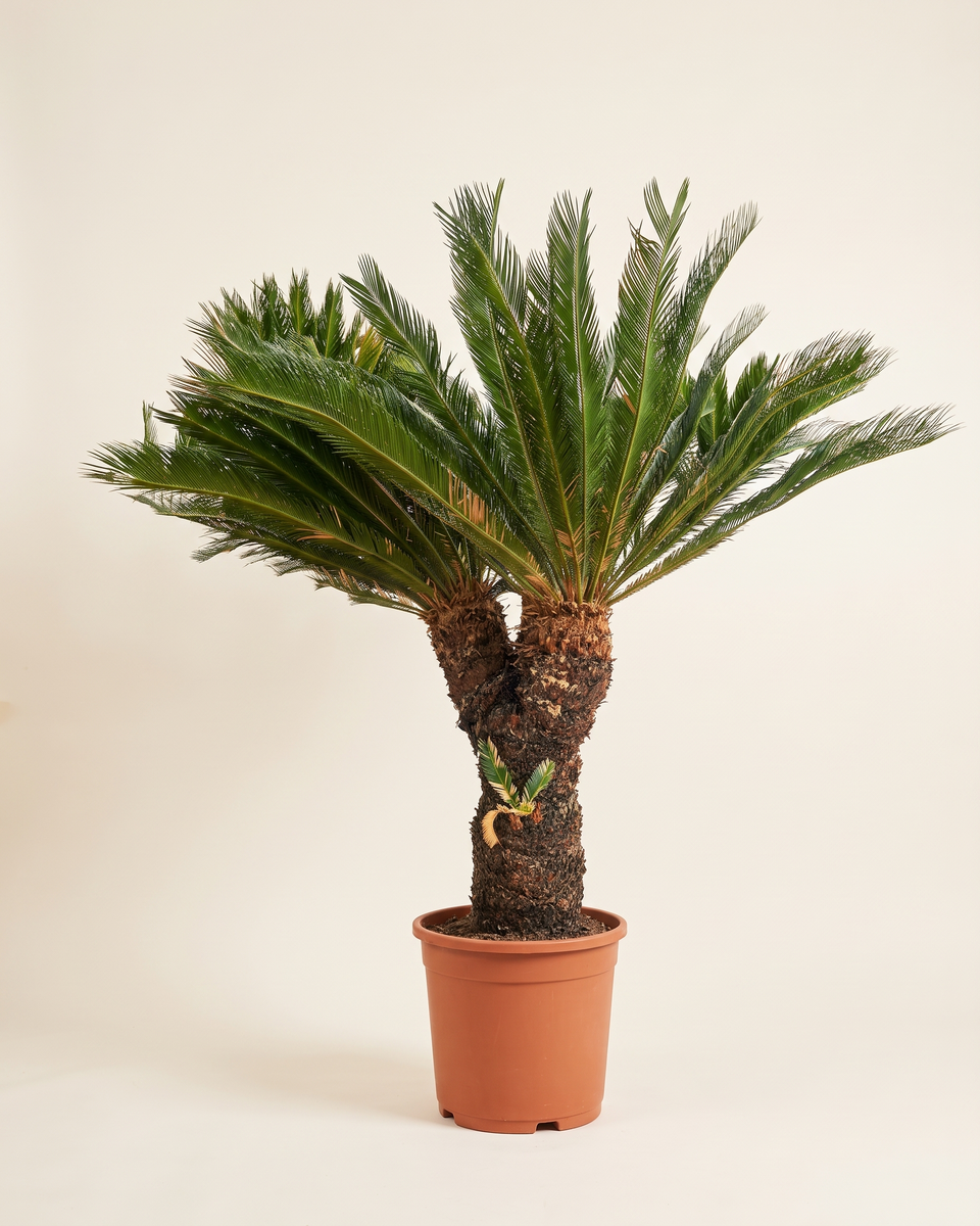 Cycas Multi Trunk Trunked (Specimen) سيكاس