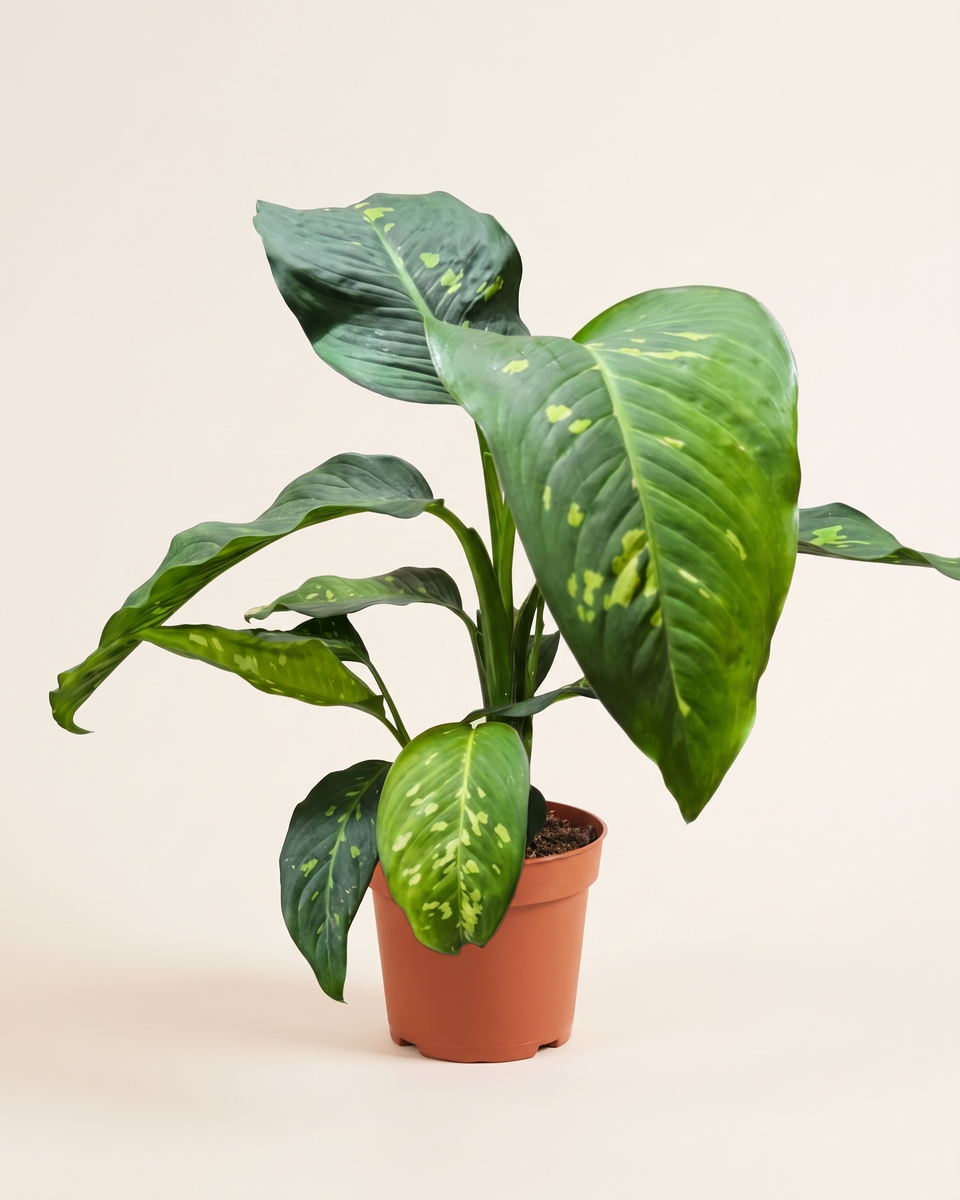 Dieffenbachia Camilla Bush ديفنباخيا كاميلا