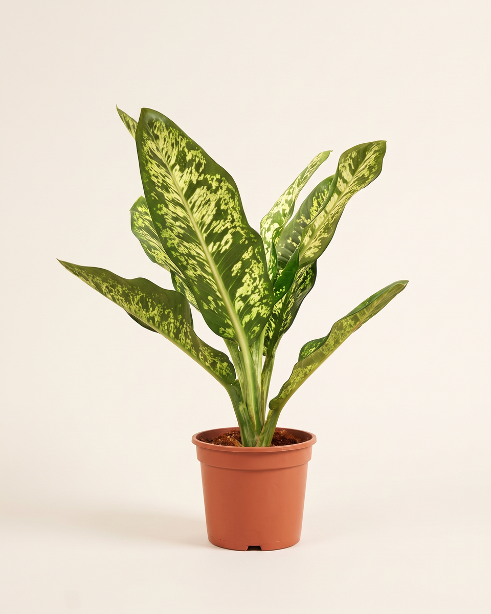 Dieffenbachia Dark Green Bush ديفنباخيا دارك جرين