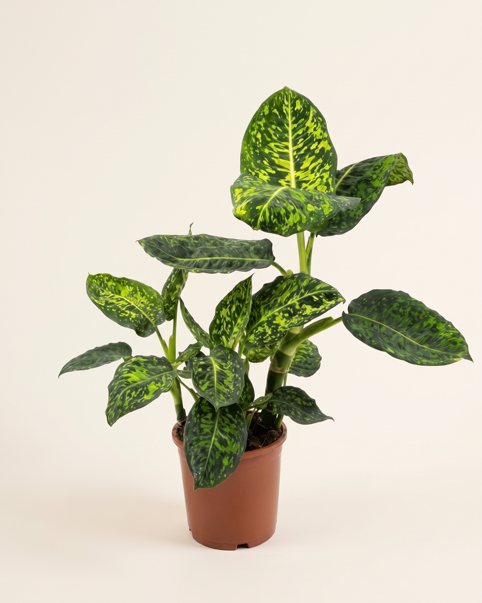 Dieffenbachia Honeydew Bush ديفنباخيا هانيديو