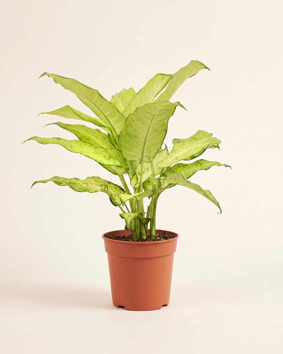 Dieffenbachia Lemon Sangchan Bush ديفنباخيا ليمون سانغشان