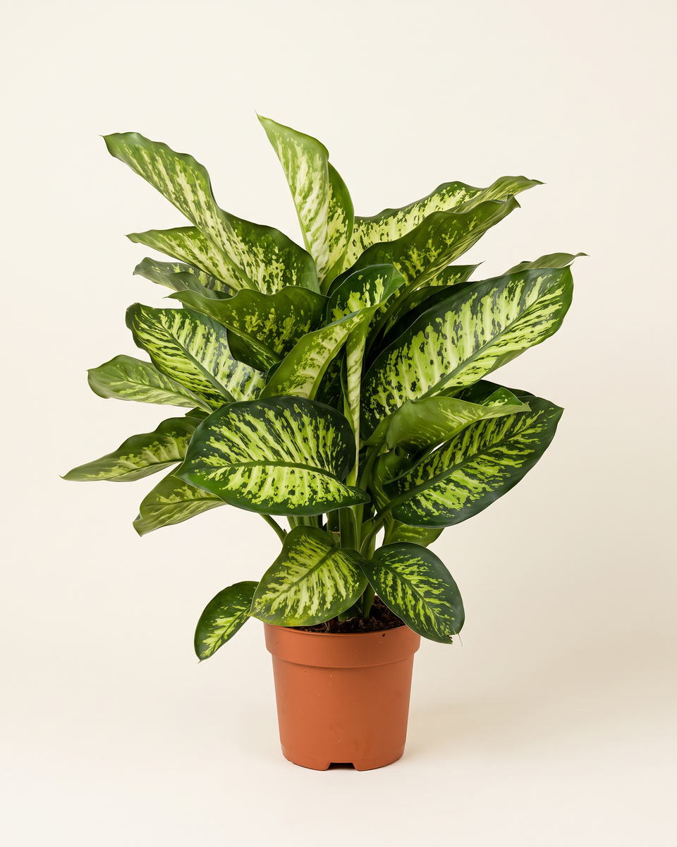 Dieffenbachia Seguine Maroba Bush ديفنباخيا سيغوين ماروبا