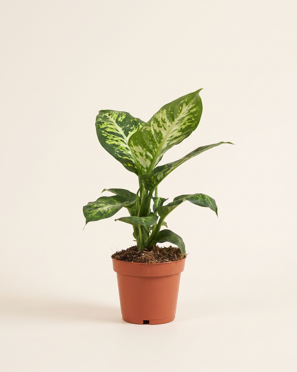 Dieffenbachia Sublime Bush ديفنباخيا سبلايم