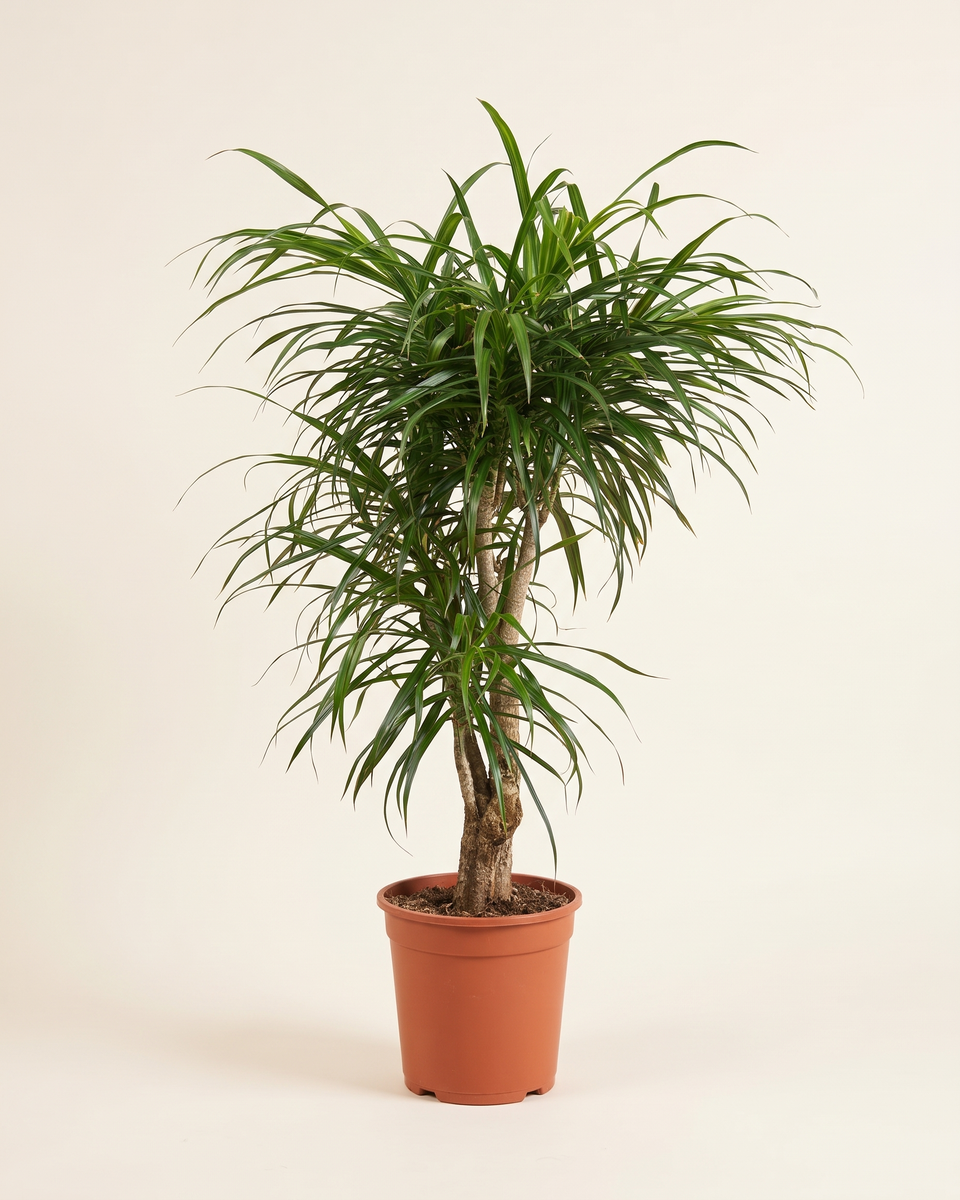 Dracaena Anita Branched Tree دراسينا أنيتا