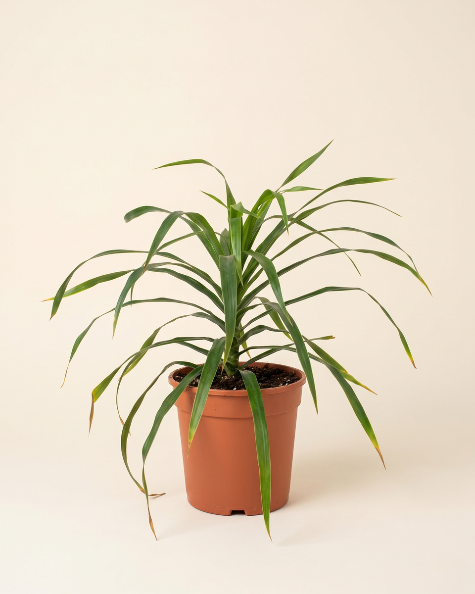 Dracaena Anita Bush دراسينا أنيتا