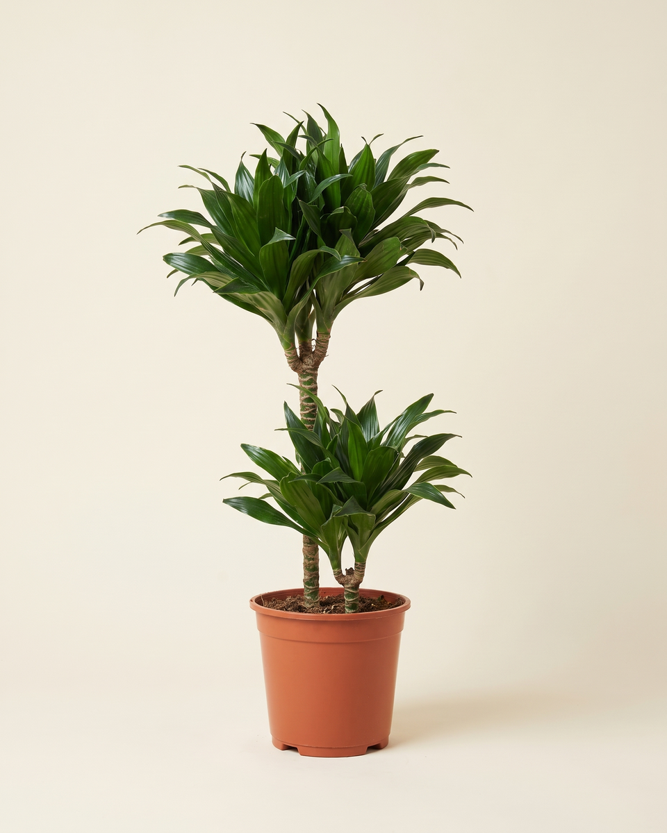 Dracaena Compacta Multi-Cane دراسينا كومباكتا