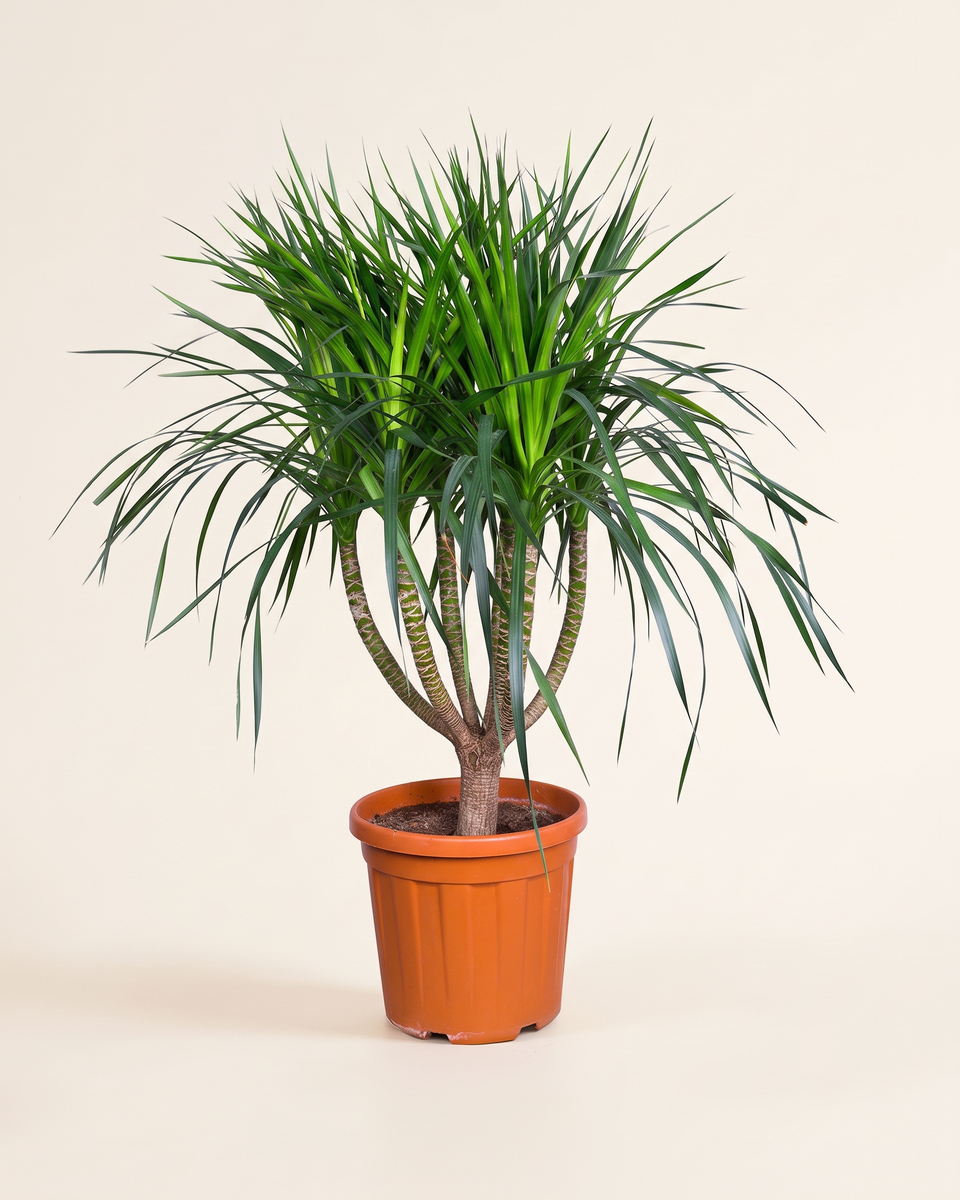Dracaena Draco Branched Tree دراسينا دراكو (شجرة التنين)