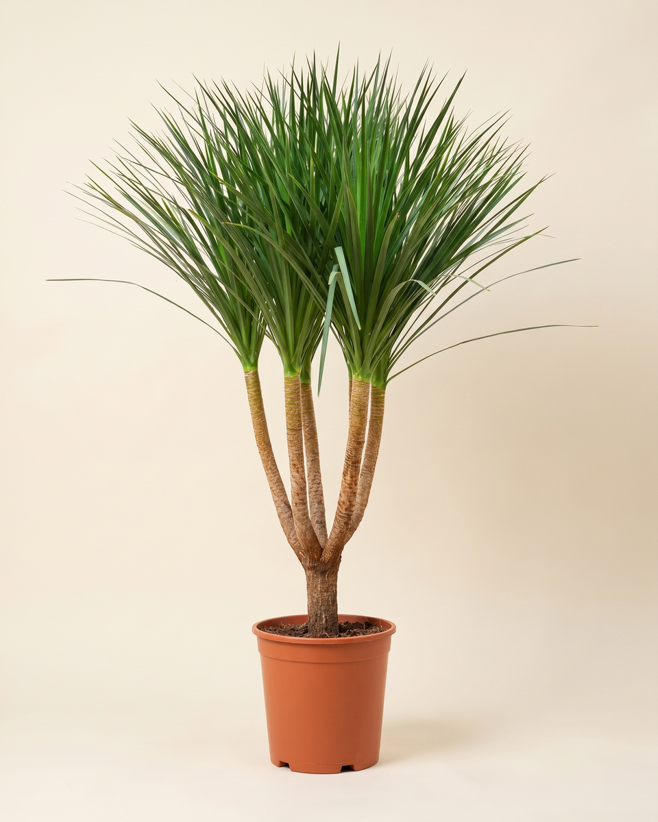 Dracaena Draco Branched Tree (Specimen) دراسينا دراكو (شجرة التنين)