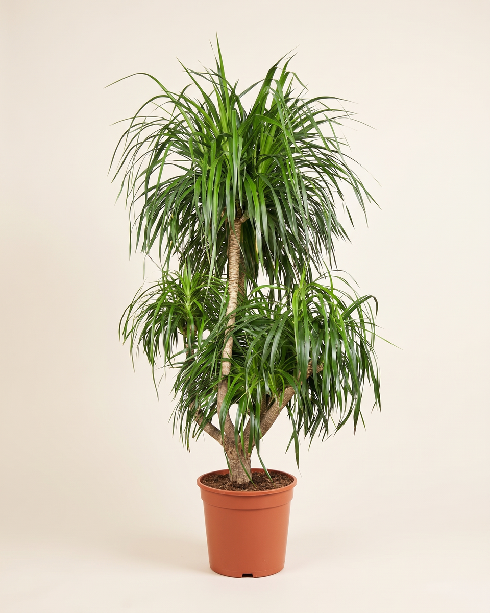 Dracaena Draco Multi-Branch Tree (Specimen) دراسينا دراكو (شجرة التنين)