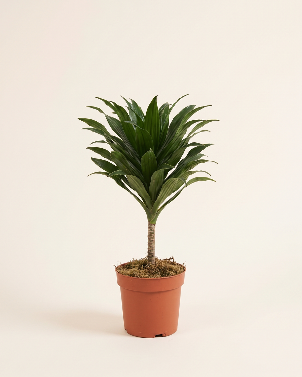 Dracaena Draco Single Trunk Tree دراسينا دراكو (شجرة التنين)