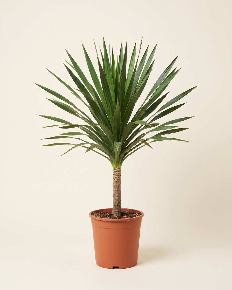Dracaena Draco Single Trunk Tree دراسينا دراكو (شجرة التنين)