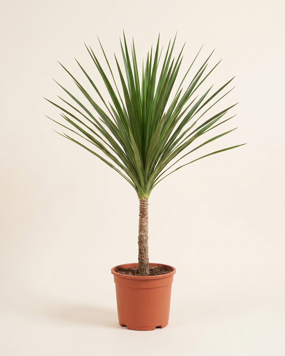Dracaena Draco Single Trunk Tree دراسينا دراكو (شجرة التنين)