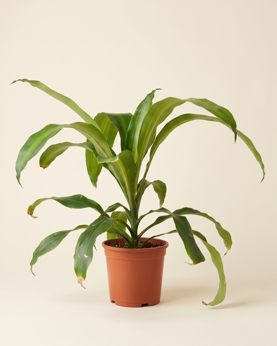 Dracaena Fragrans Green Single Crown دراسينا فراجرانس أخضر