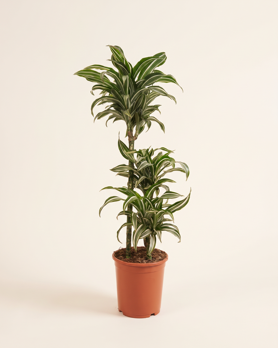 Dracaena Jade Jewel Multi-Cane دراسينا جيد جول
