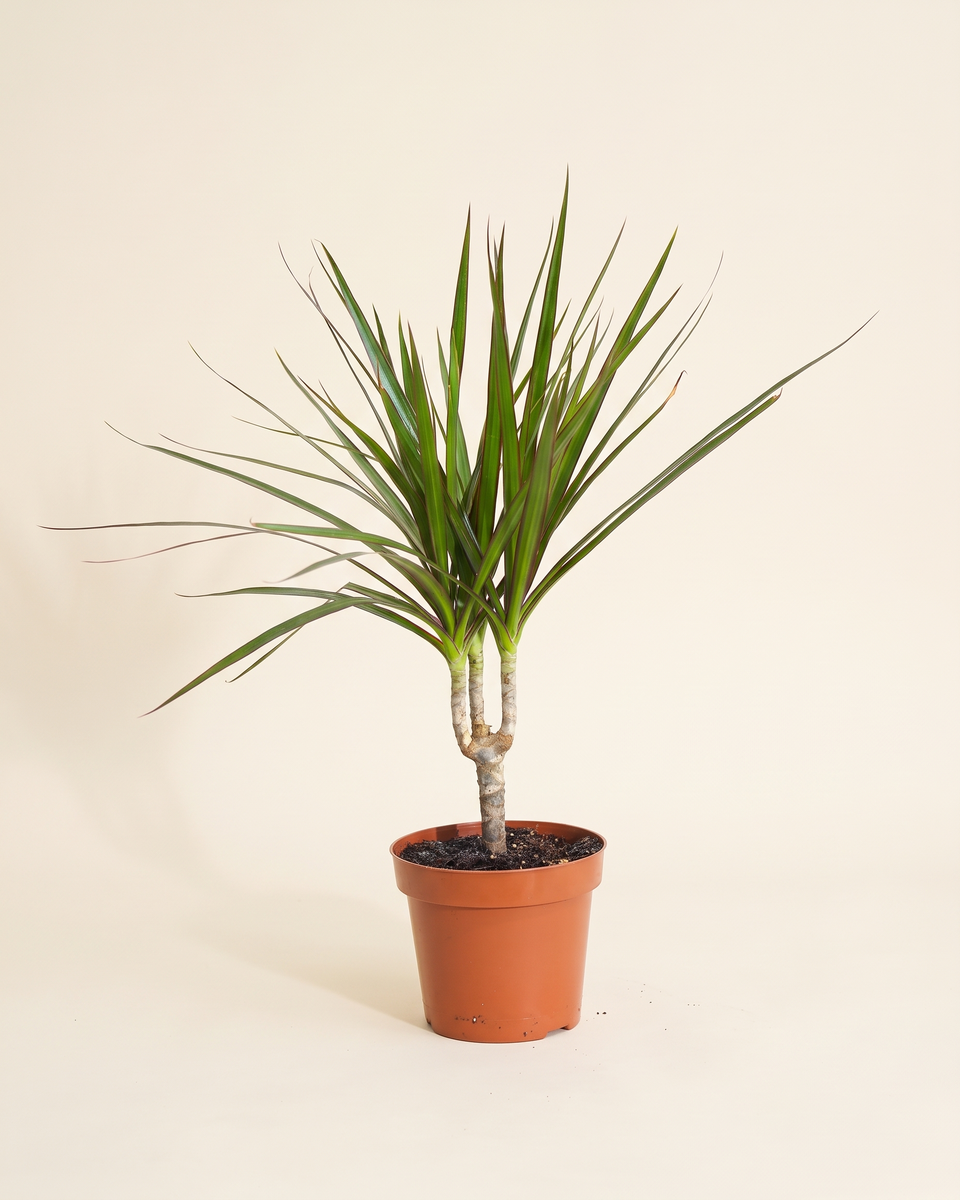 Dracaena Marginata Single Trunk Tree دراسينا مارجيناتا