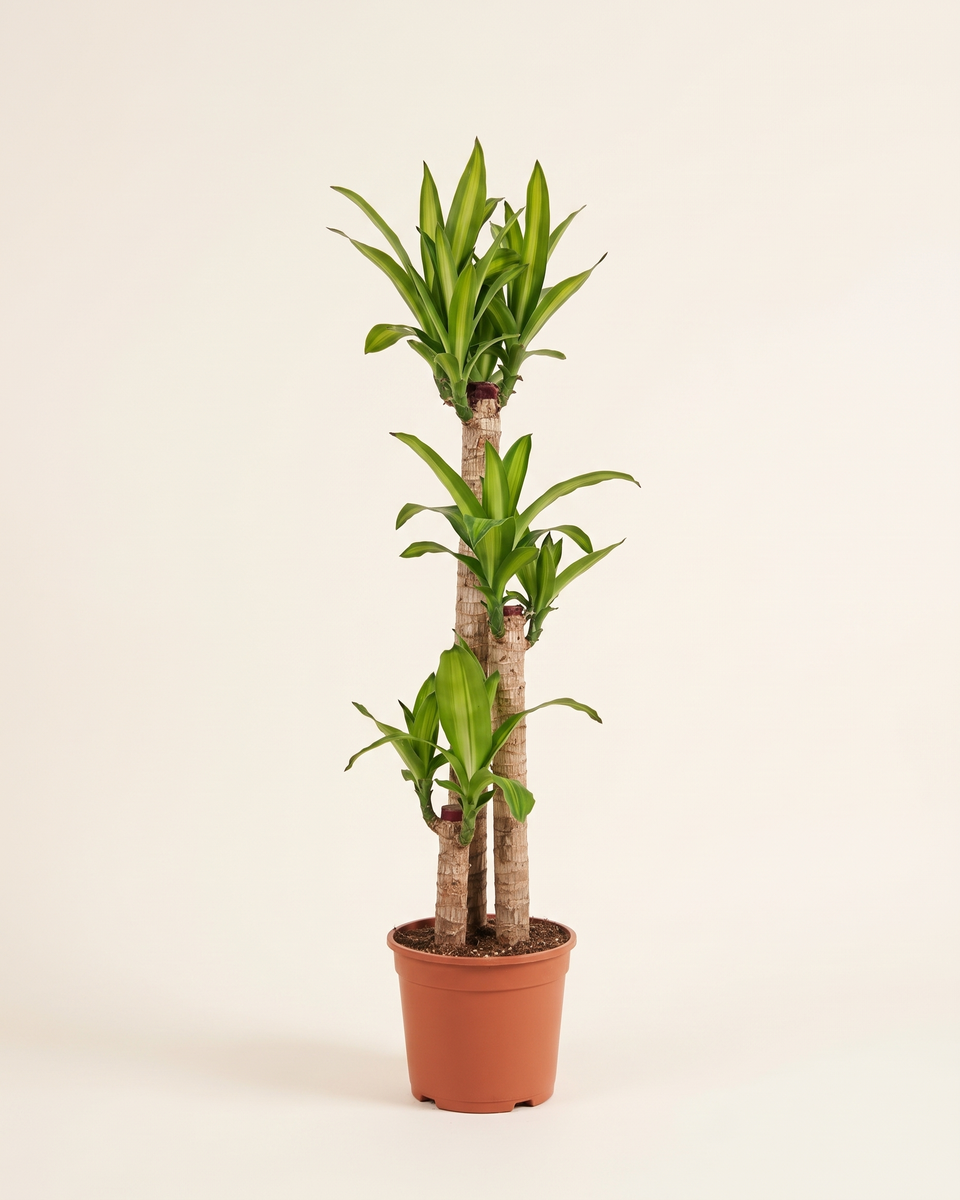 Dracaena Massangeana Multi-Cane دراسينا ماسانجيانا
