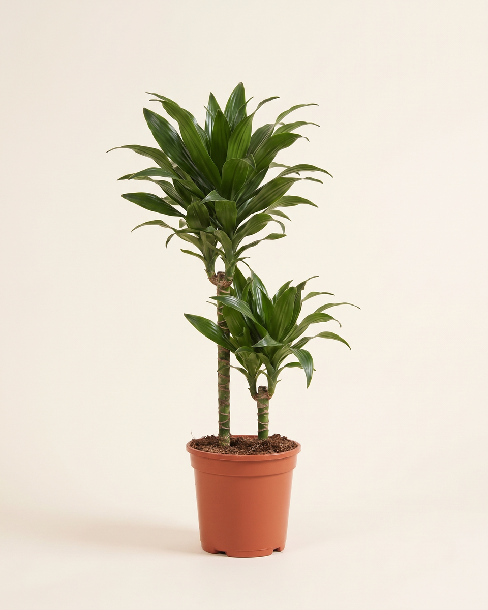 Dracaena Warneckii Green Multi-Cane دراسينا وارنيكي أخضر