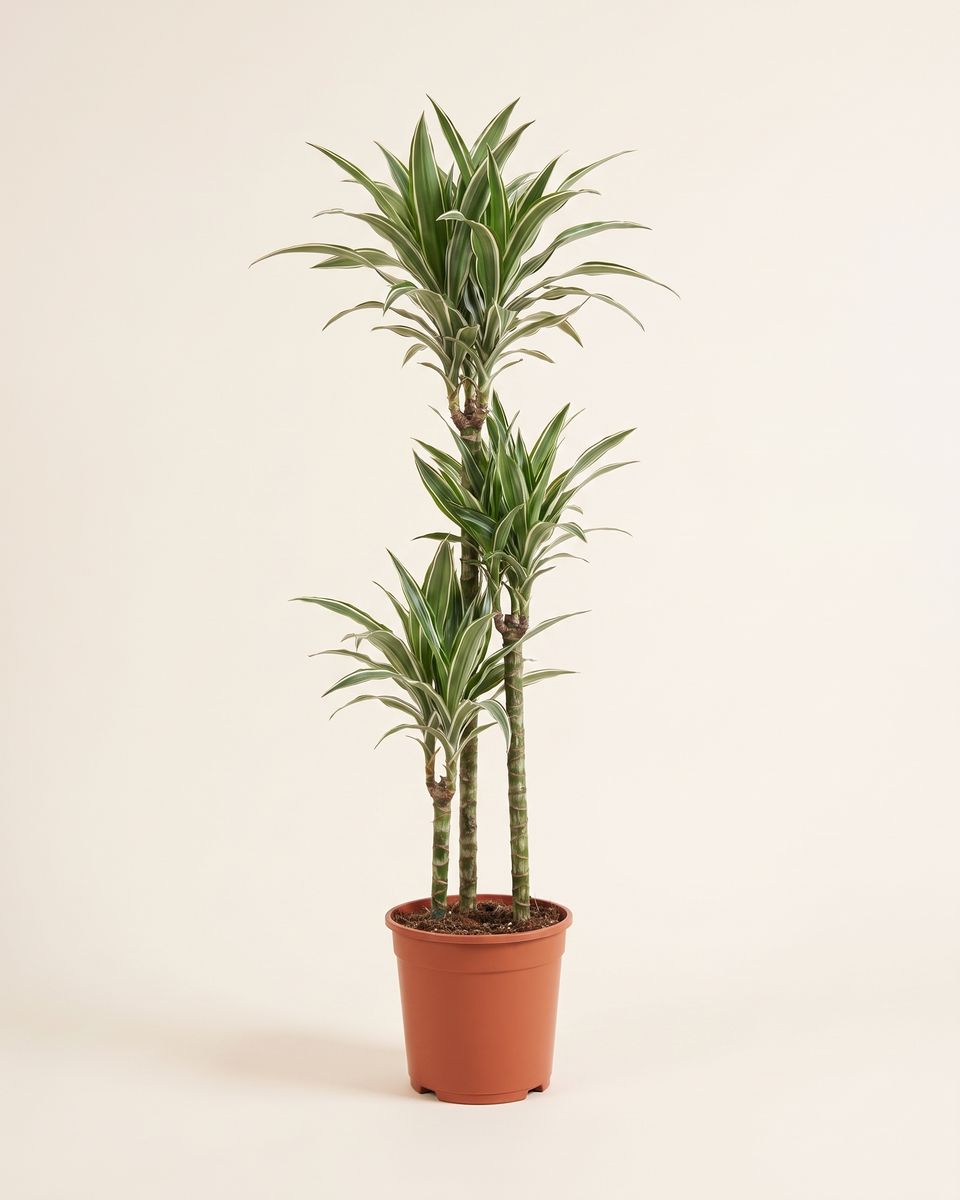 Dracaena White Stripe Multi-Cane دراسينا وايت سترايب