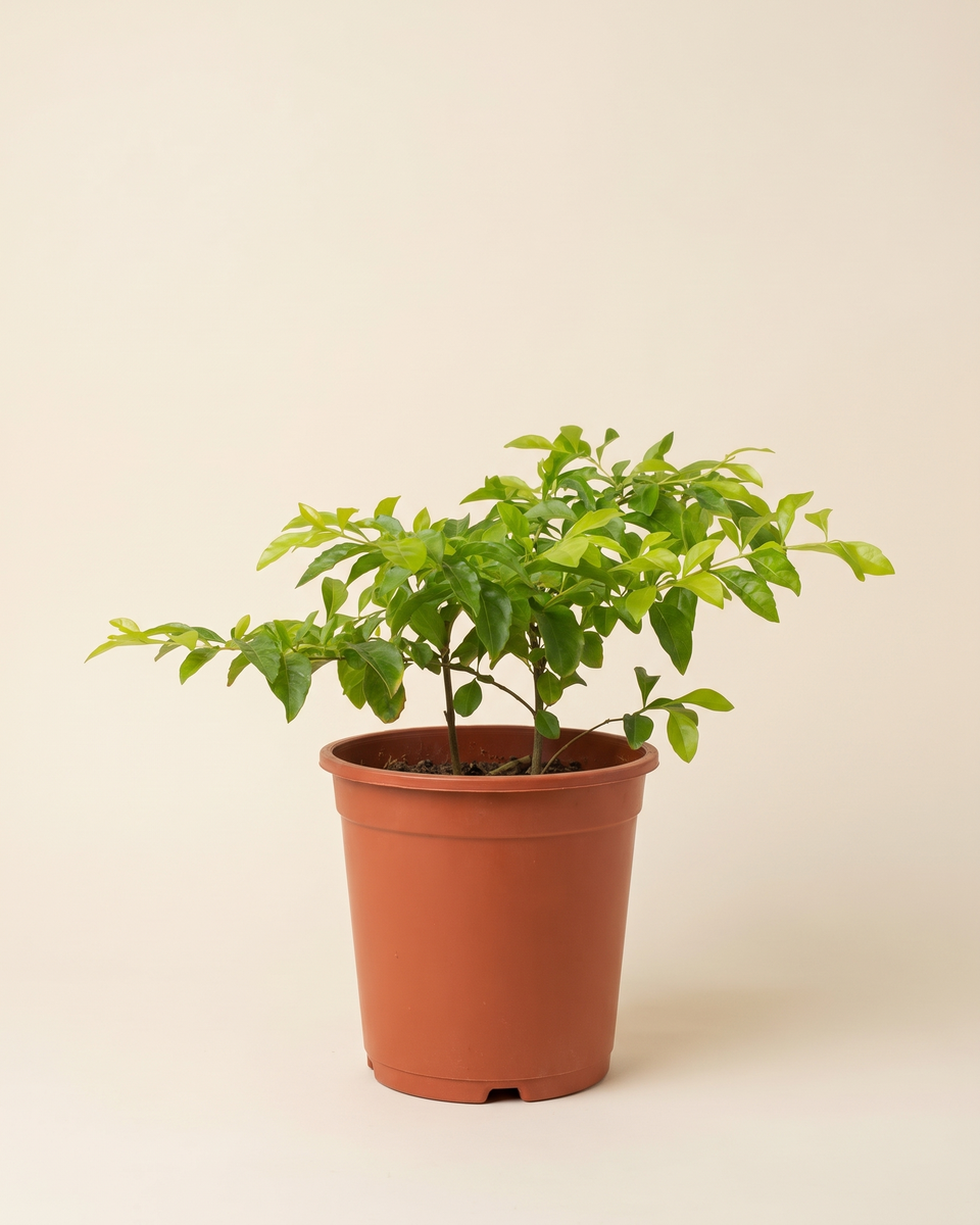 Duranta Bush Set of 3 (Young) دورانتا