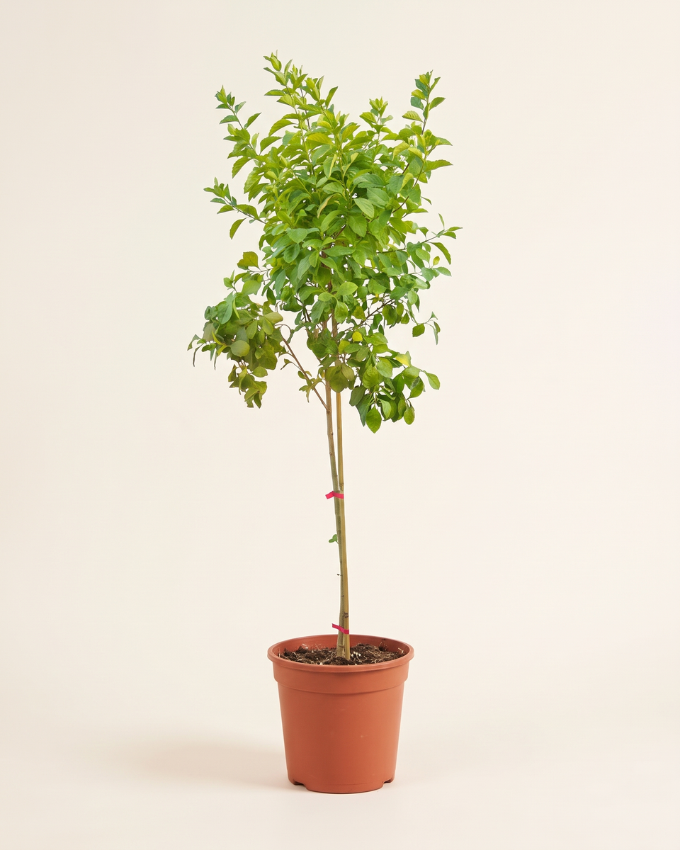 Duranta Standard Tree دورانتا