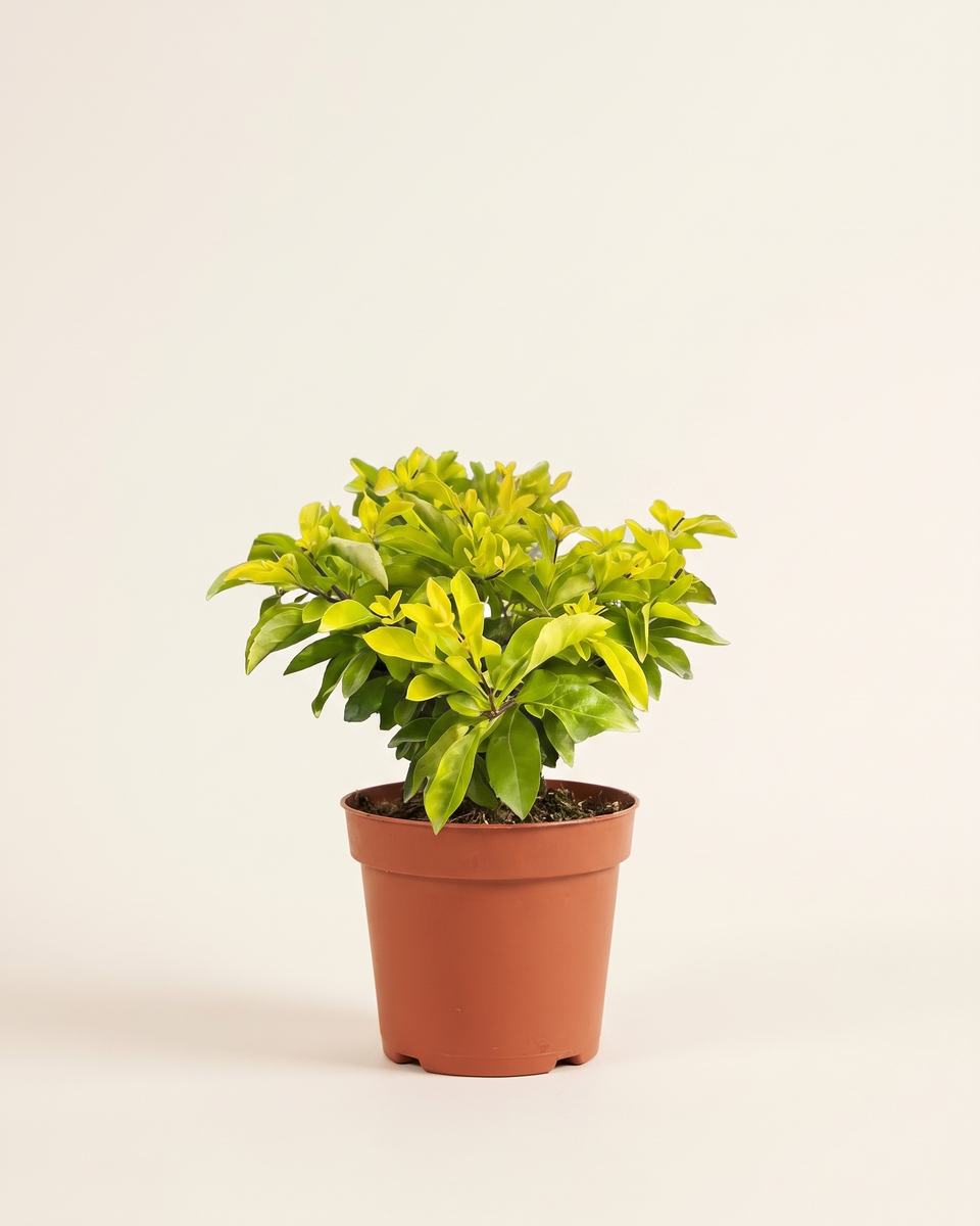 Duranta Golden Bush (Young) دورانتا