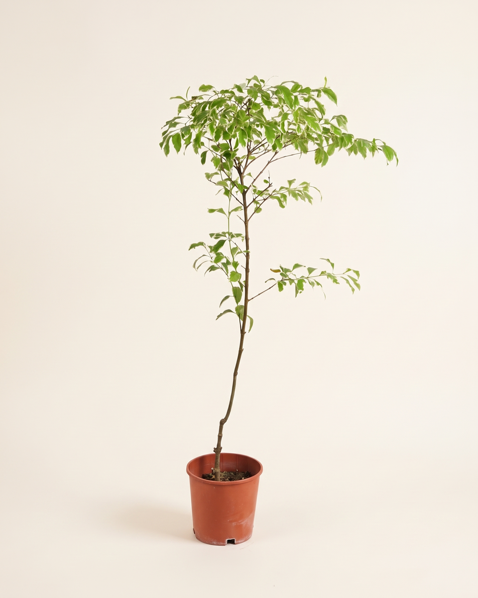 Duranta Variegated Standard Tree (Young) دورانتا