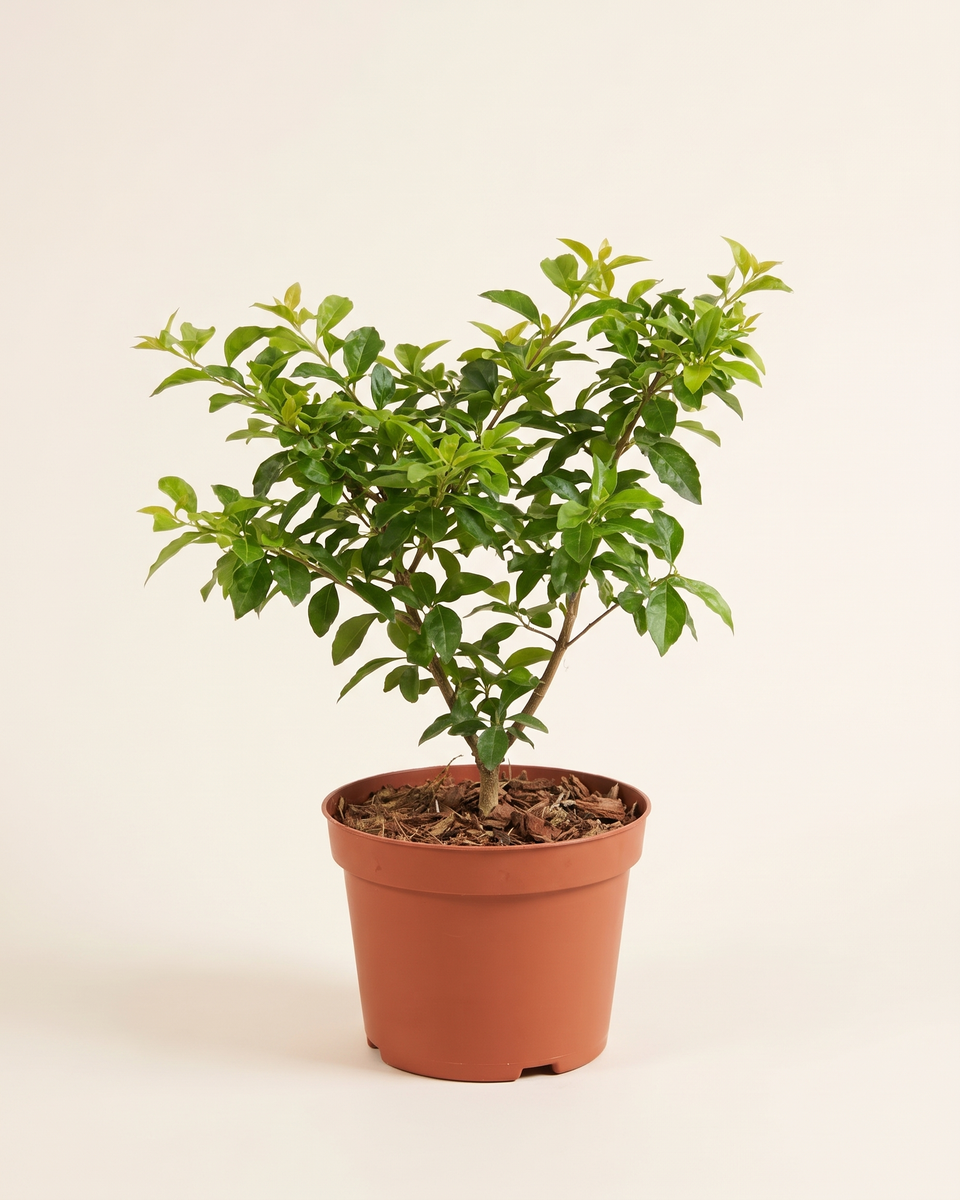 Duranta Bush (Young) دورانتا