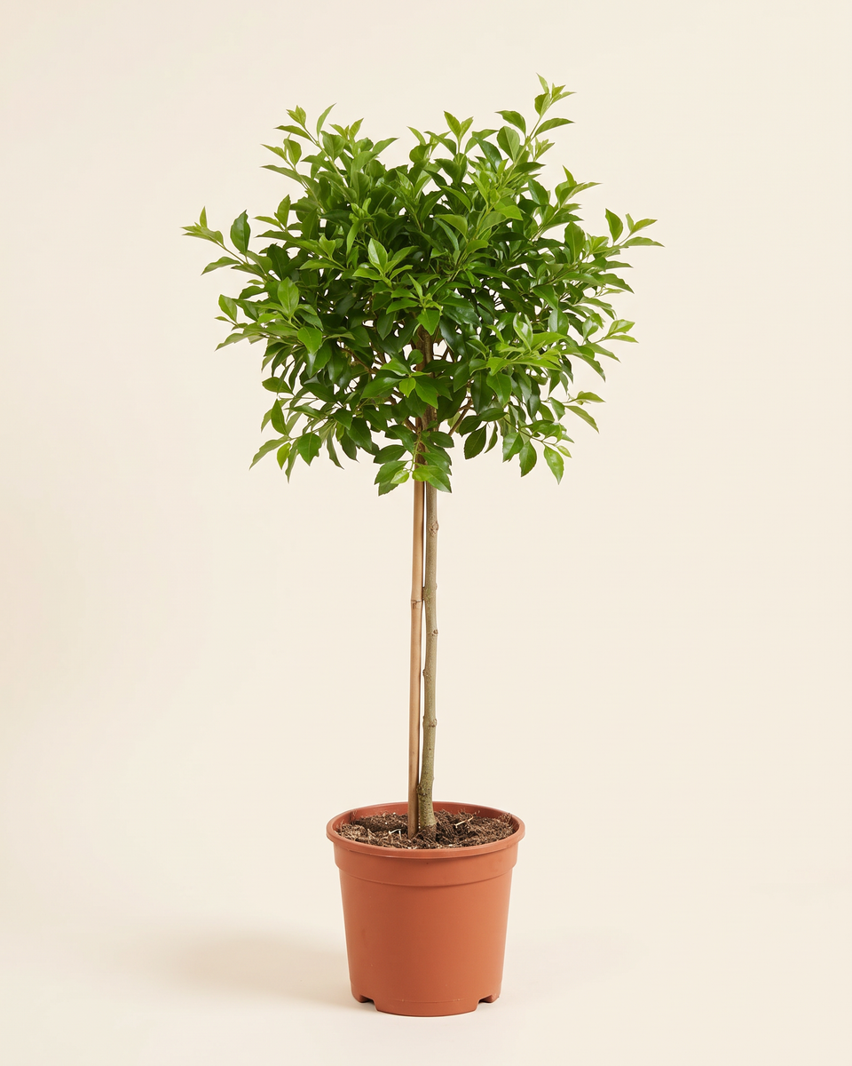 Duranta Standard Tree دورانتا