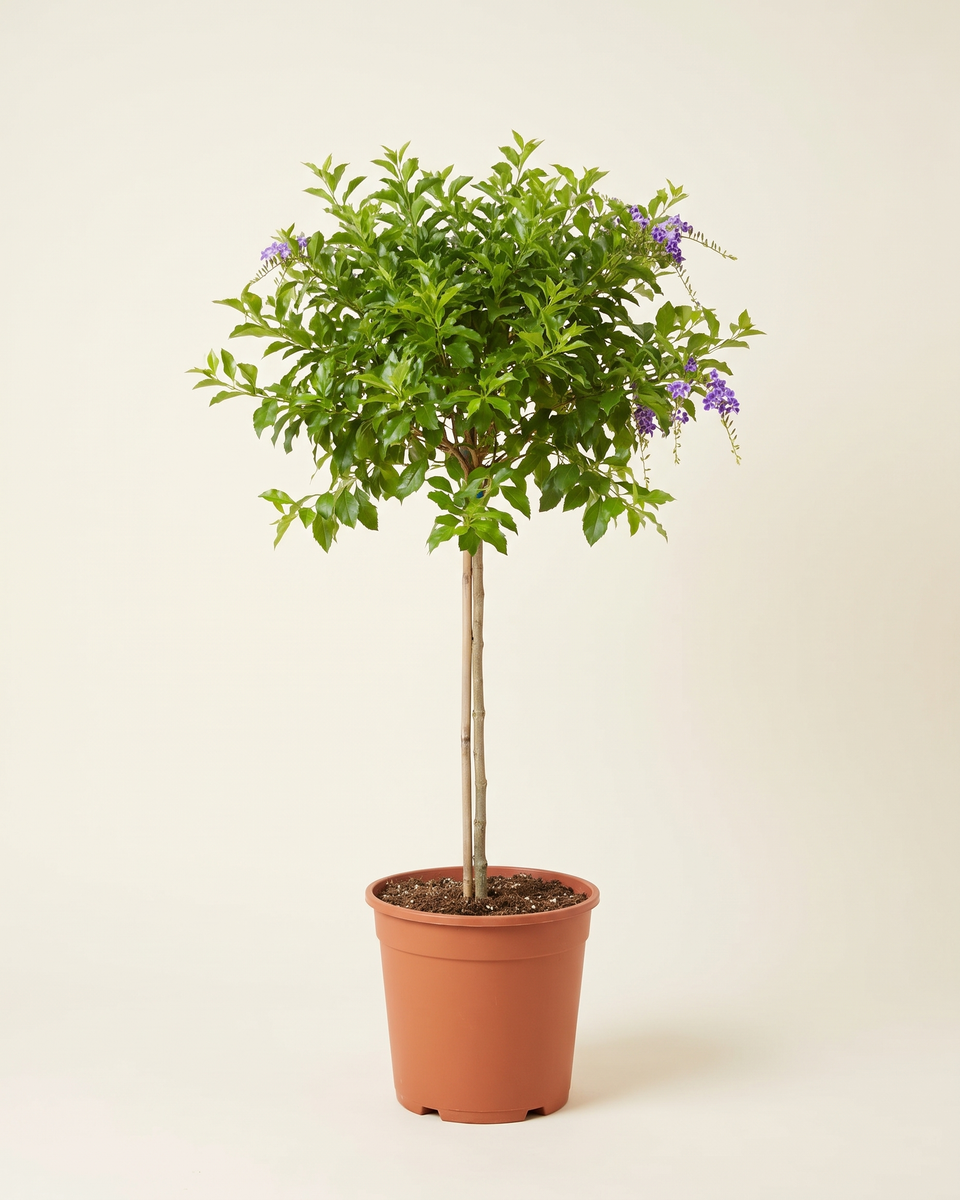Duranta Standard Tree (Young) دورانتا