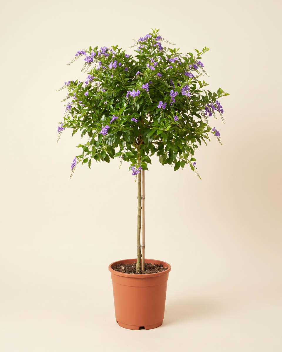 Duranta Standard Tree (Young) دورانتا
