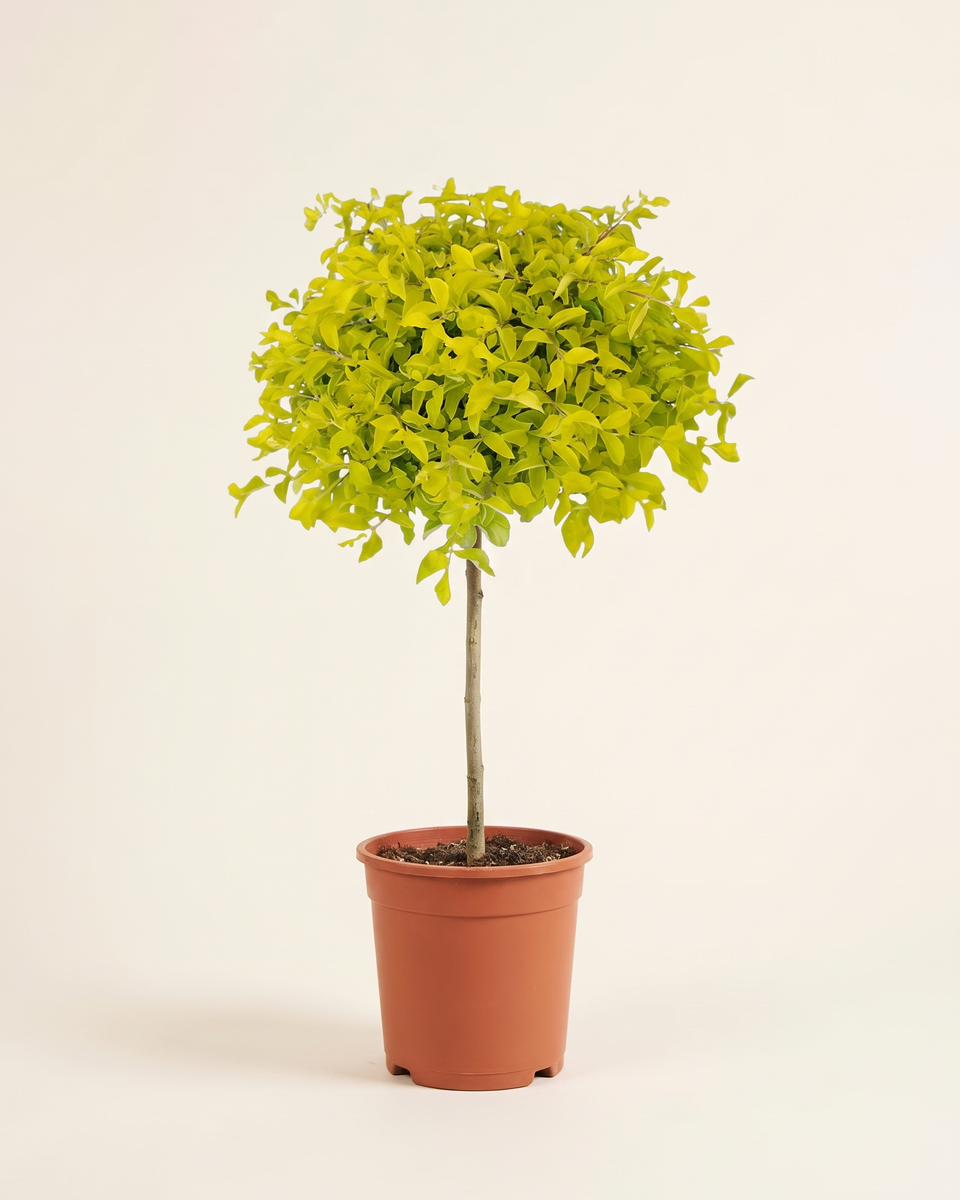 Duranta Golden Standard Tree (Young) دورانتا