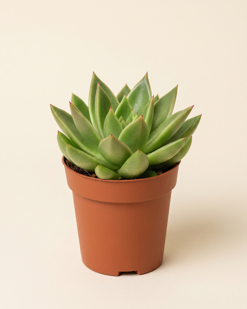 Echeveria Miranda Rosette إشفيريا ميراندا