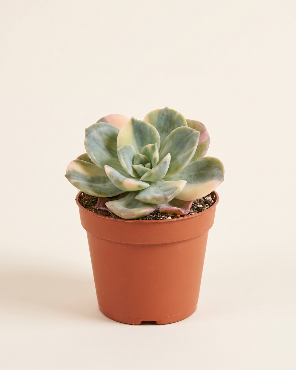 Echeveria Moon Gatonis Rosette إشفيريا مون غاتونيس