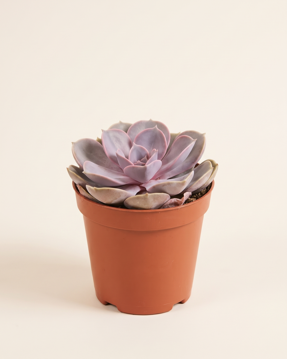 Echeveria Perle Von Nurnberg Rosette إشفيريا بيرل فون نورنبيرغ