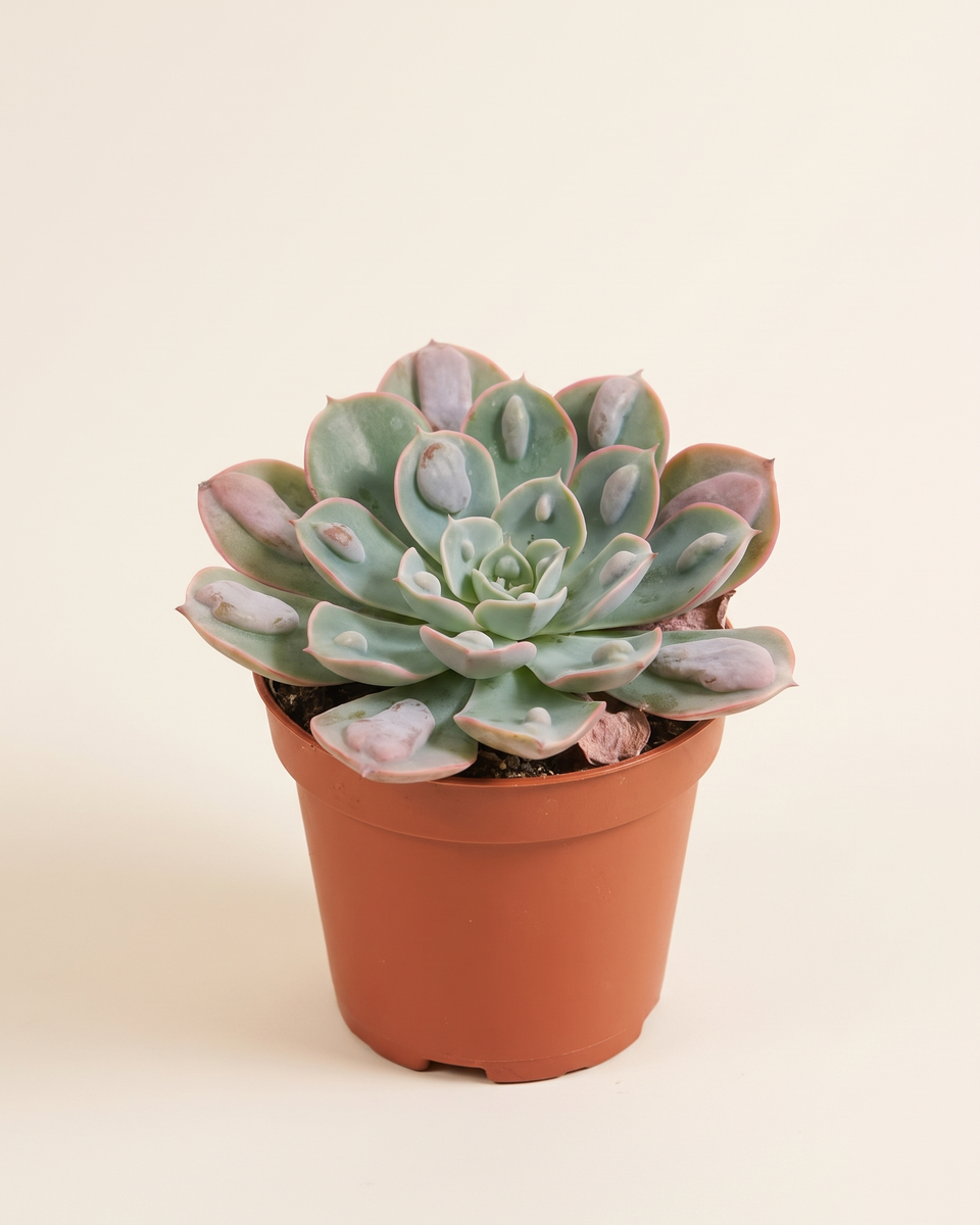 Echeveria Raindrop Rosette إشفيريا رين دروب