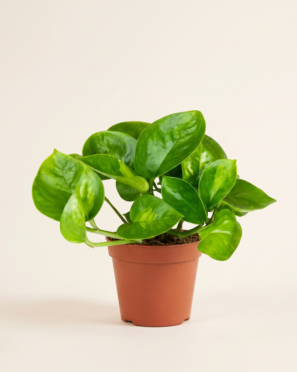 Epipremnum Global Green Trailing (Young) إبيبريمنوم غلوبال غرين